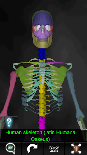 Bones Human 3D anatomy