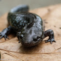 Mole salamander