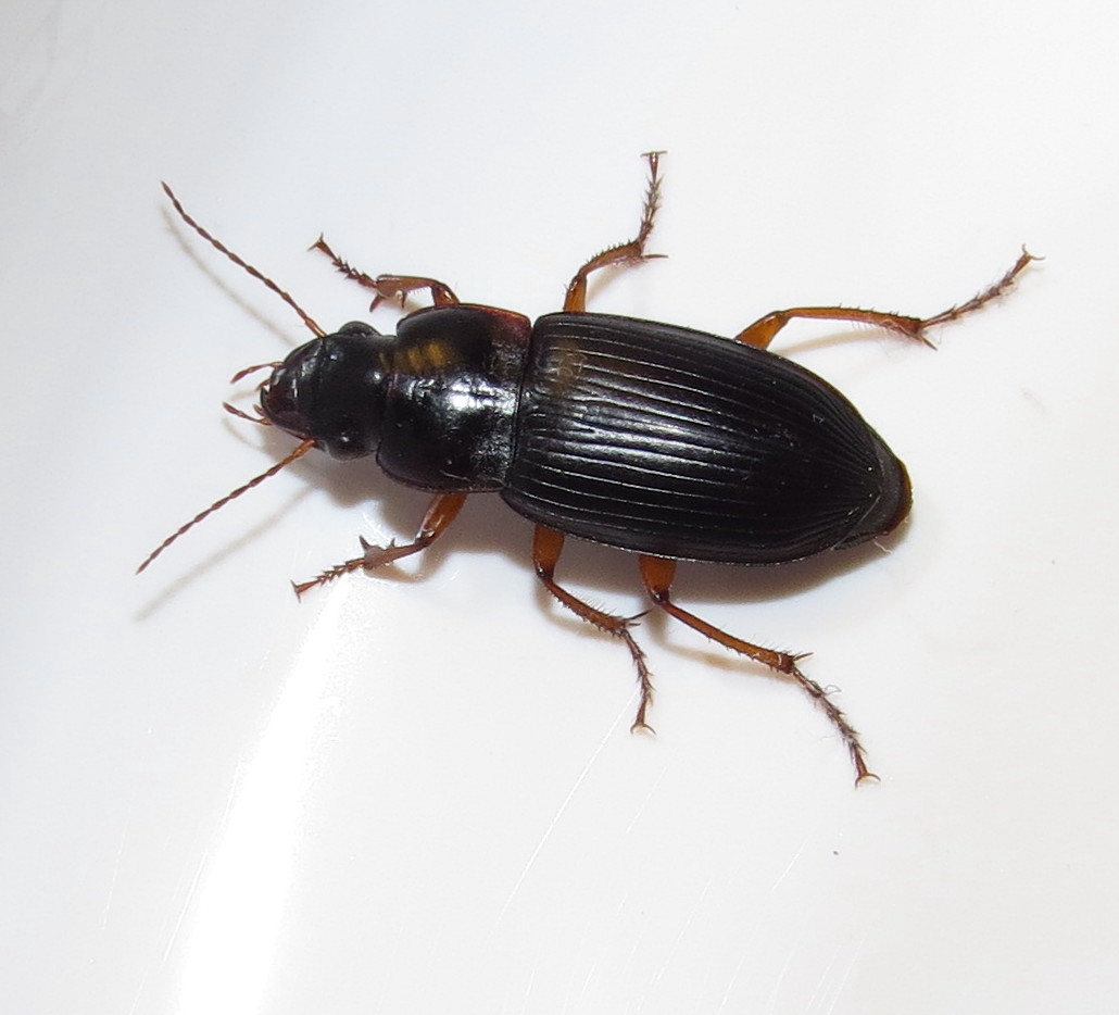 Pennsylvania Dingy Ground Beetle