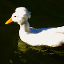 Crested Duck (domestic)