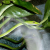 Asian vine snake