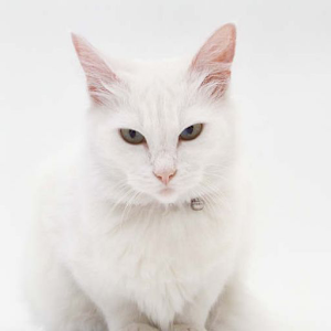 White Cat Puzzle 1.0