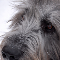 Irish Wolfhound Dog logo