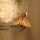 Army worm moth