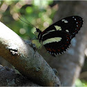 False Zebra Longwing or Atthis Longwing