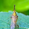 Long-nosed Dictyopharid Planthopper