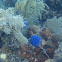Blue bell Tunicates