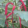 Giant Chenille Plant or Red Hot Cat's Tail