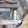 Downy Woodpecker ( Male)