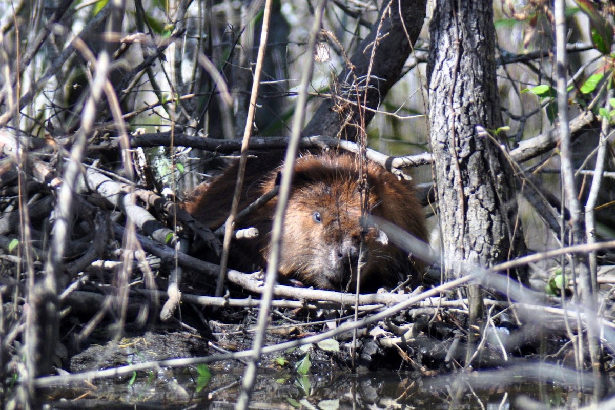 North American Beaver