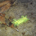 Stinging Nettle Caterpillar