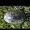 Florida red-bellied cooter