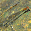 Red-striped Threadtail