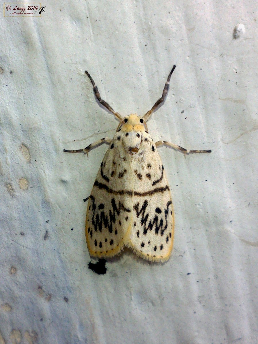 Arctiid Moth