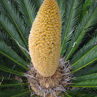 Cycad - Sago Palm (male)