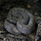 Hog-nosed Pit Viper