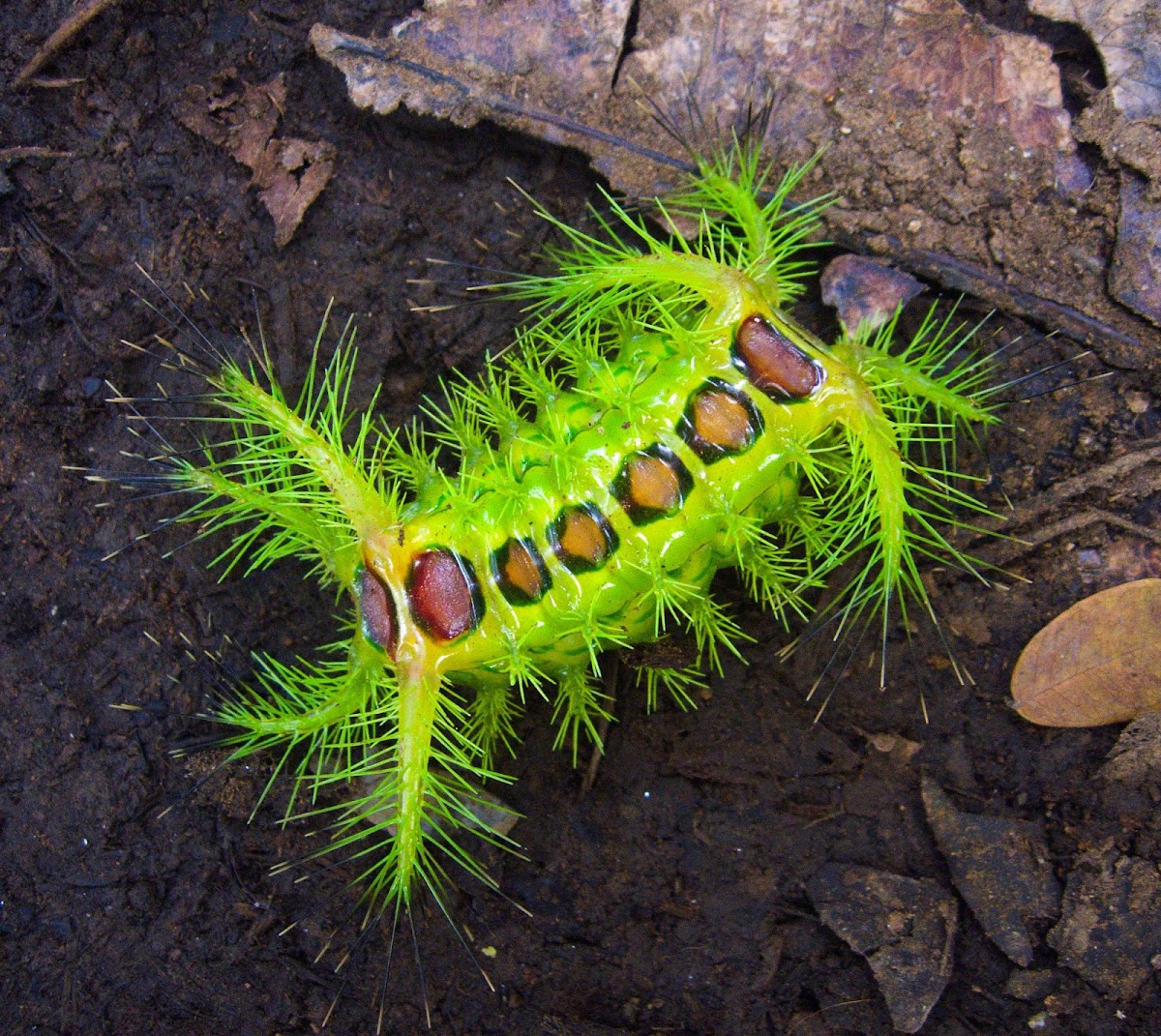 Slug moth caterpillar