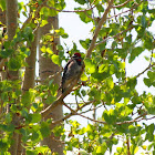 Red-naped Sapsucker ~ Female