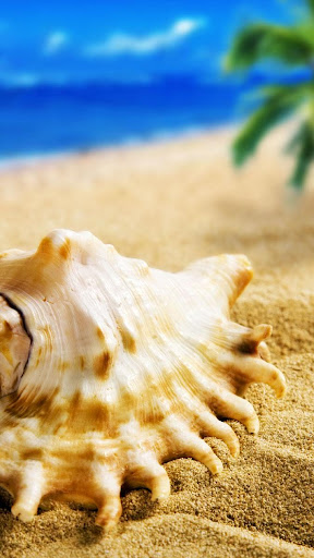 Sea Shells Live Wallpaper