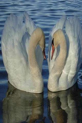 swan Wallpapers HD