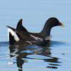 Moorhen; Polla de Agua