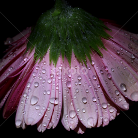 by Md Mamunur Rahman - Flowers Single Flower