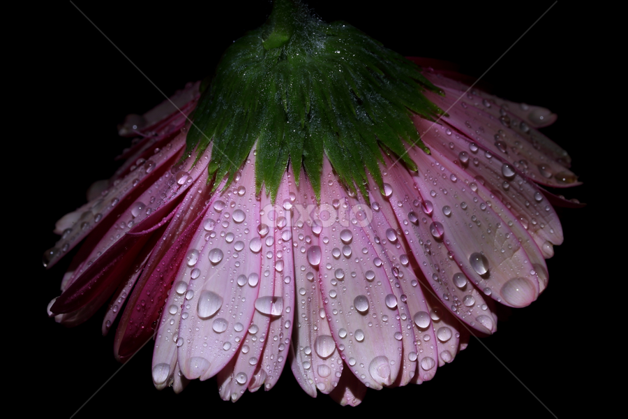 by Md Mamunur Rahman - Flowers Single Flower