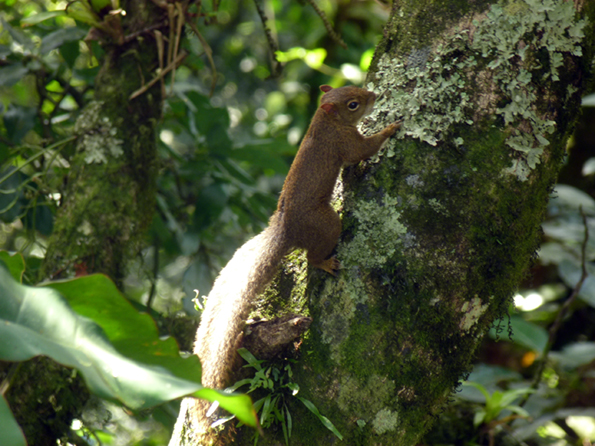 Caxinguele (brazilian squirrel)