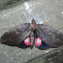Catocalinae, Noctuidae