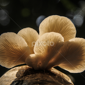 My Family_IV by Shadat Hossain - Nature Up Close Mushrooms & Fungi