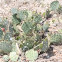 bever tail cactus