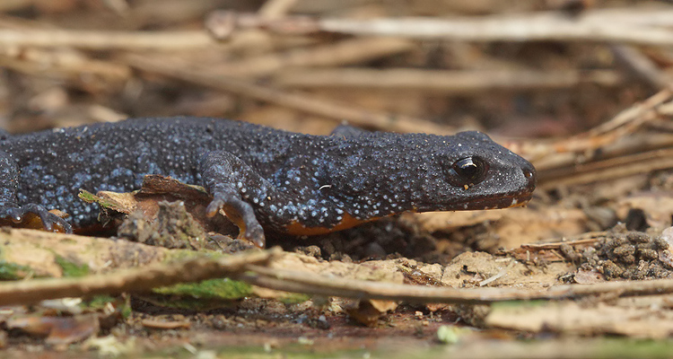 Ichthyosaura alpestris