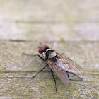 Root-Maggot Fly