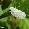 Fulgorid planthopper