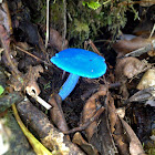Sky blue mushroom
