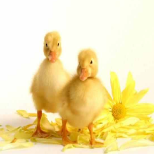 Lastest بورصة الكتاكيت والبط APK