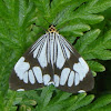 marbled white moth