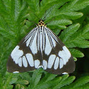 marbled white moth