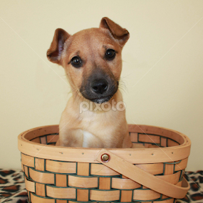 Christy by Sharon Scholtes - Animals - Dogs Portraits