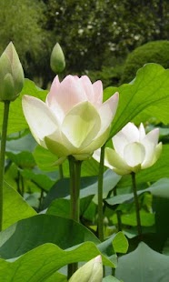 download Lotus Wallpapers HD free