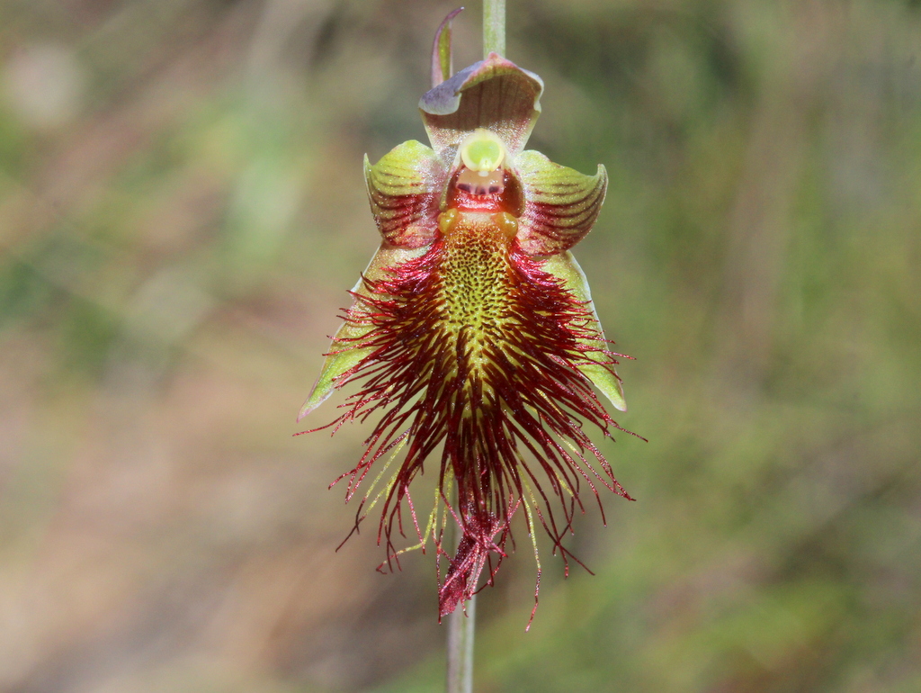 Red Beard Orchid
