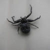 black crab spider