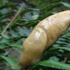 Banana slug