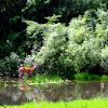 White-tailed Deer