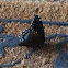 Red-spotted Purple