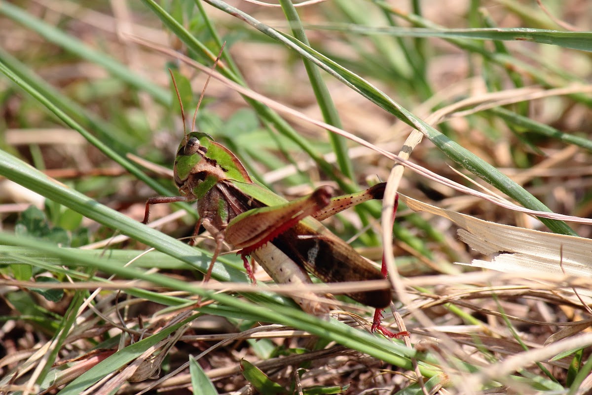 Band-winged Grasshopper