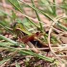 Band-winged Grasshopper