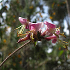 Pink Honeysuckle