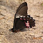 Red-brown Butterfly (Mormon)