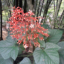 Pagoda Flower